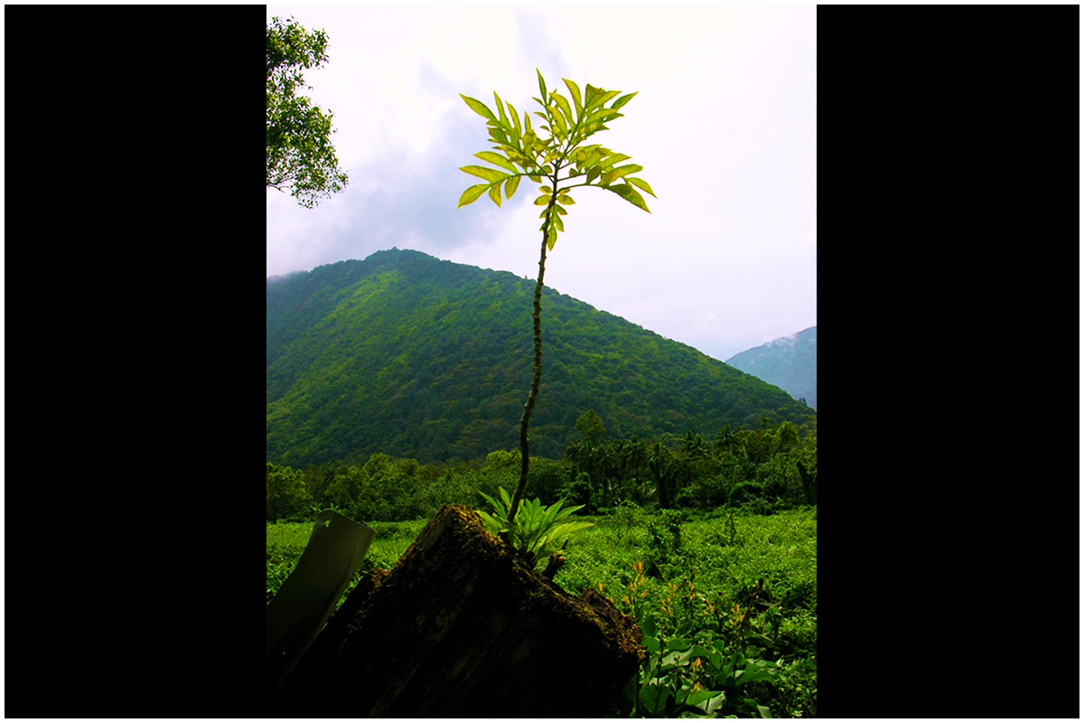 Tree Growing from Fence Post in Waipiʻo Valley