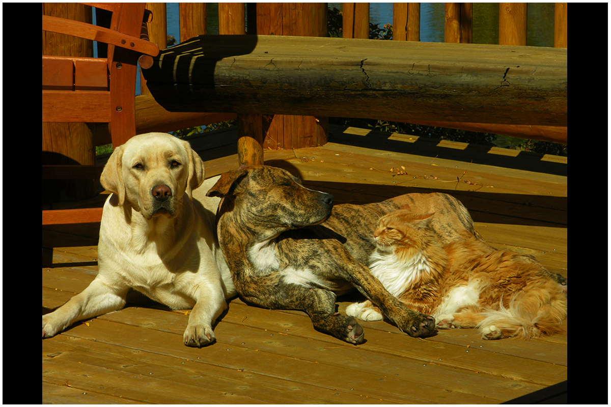 Dogs and Cat Enjoying the Sun Together