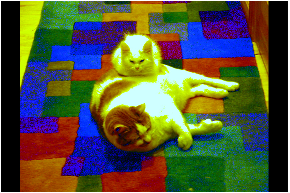 Daisy and O'feelya Together