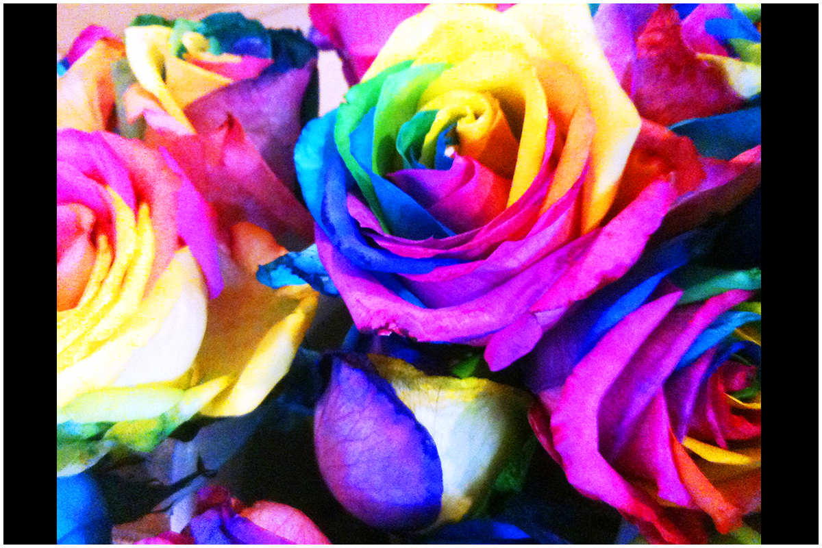 Close-Up of Rainbow Roses